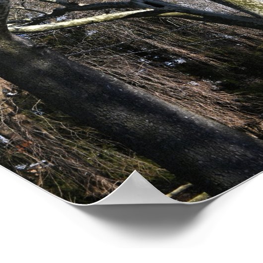 Weiße Bäume Poster (Ecke)