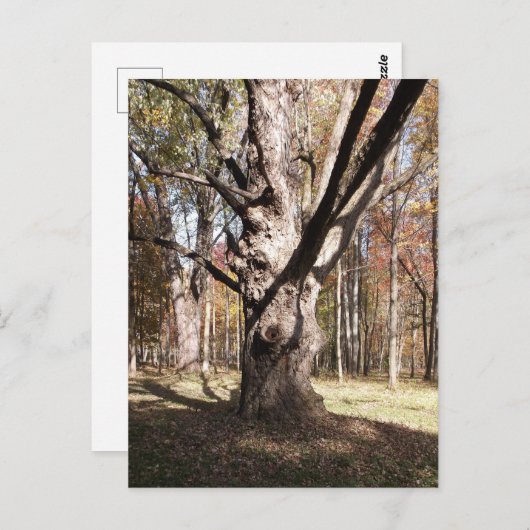 Weiße Bäume Postkarte (Vorne/Hinten)