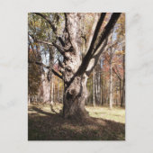 Weiße Bäume Postkarte (Vorderseite)