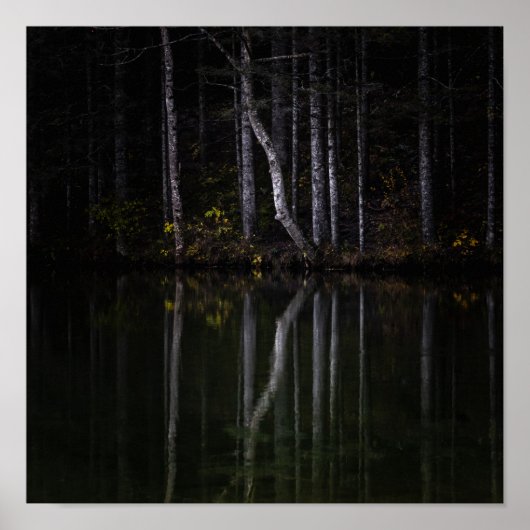 Weiße Bäume reflektieren den See Poster (Vorne)