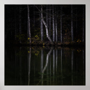 Weiße Bäume reflektieren den See Poster