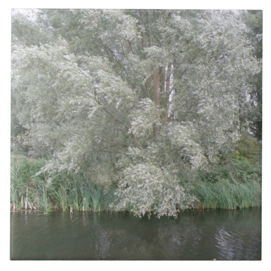 Weiße Bäume und Flusslandschaften Fliese (Vorderseite)