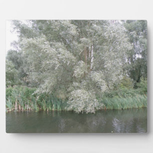 Weiße Bäume und Flusslandschaftsebene Fotoplatte