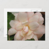 Weiße Begonia-Blume Postkarte (Vorne/Hinten)