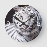 Weiße bengalische Tiger-Fotografie