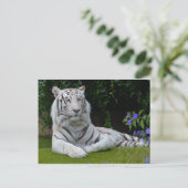 Weiße Bengalische Tiger-Katzenruhe Postkarte (Stehend Vorderseite)