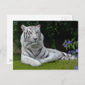 Weiße Bengalische Tiger-Katzenruhe Postkarte (Vorne/Hinten)