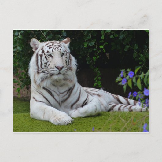 Weiße Bengalische Tiger-Katzenruhe Postkarte (Vorderseite)