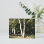 Weiße Birke Postkarte (Stehend Vorderseite)