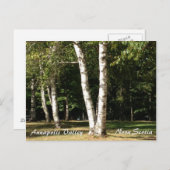 Weiße Birke Postkarte (Vorne/Hinten)