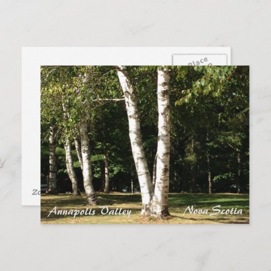 Weiße Birke Postkarte (Vorne/Hinten)