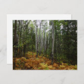 Weiße Birkenbäume und Herbst-Fernen am Rocky Mount (Vorne/Hinten)