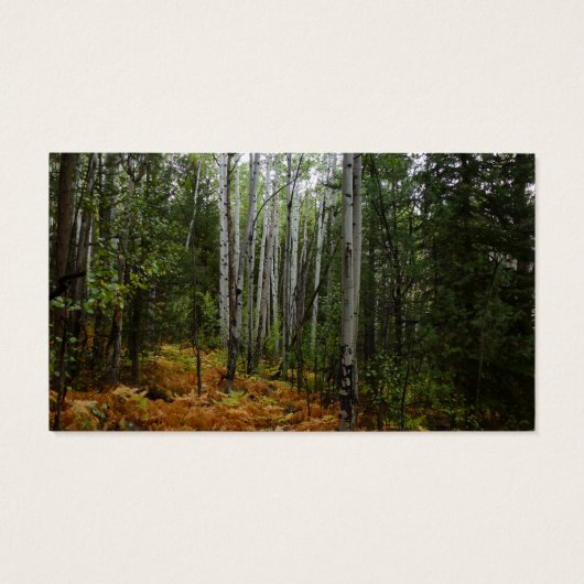 Weiße Birkenbäume und Herbst-Fernen am Rocky Mount (Rückseite)