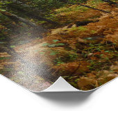 Weiße Birkenbäume und Herbst-Fernen am Rocky Mount Fotodruck (Ecke)