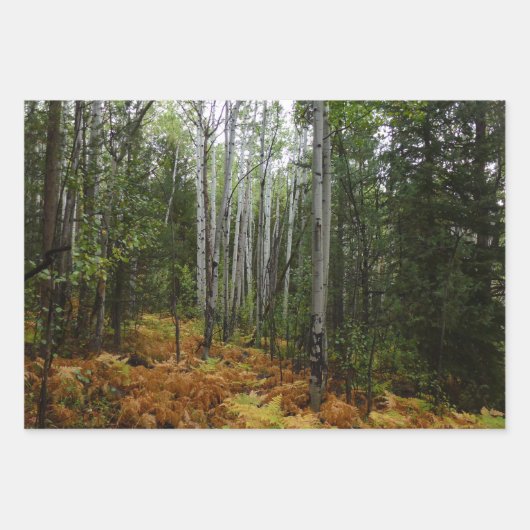 Weiße Birkenbäume und Herbst-Fernen am Rocky Mount Geschenkpapier Set (Vorderseite)