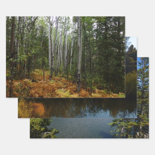 Weiße Birkenbäume und Herbst-Fernen am Rocky Mount Geschenkpapier Set (Set)