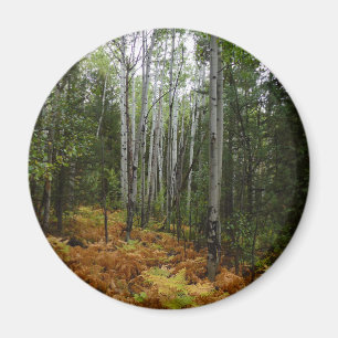 Weiße Birkenbäume und Herbst-Fernen am Rocky Mount Magnet