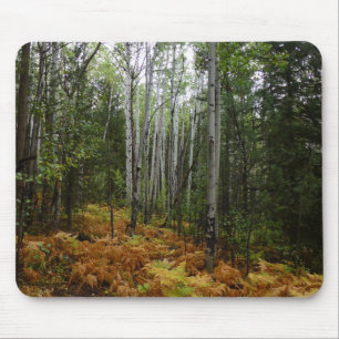 Weiße Birkenbäume und Herbst-Fernen am Rocky Mount Mousepad