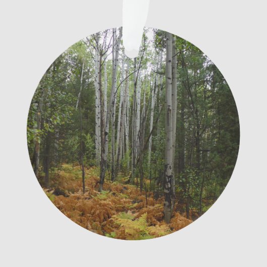 Weiße Birkenbäume und Herbst-Fernen am Rocky Mount Ornament (Vorderseite)