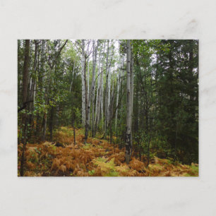 Weiße Birkenbäume und Herbst-Fernen am Rocky Mount Postkarte