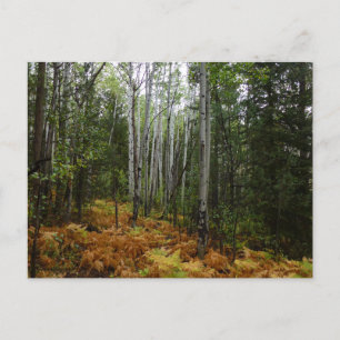 Weiße Birkenbäume und Herbst-Fernen am Rocky Mount Postkarte