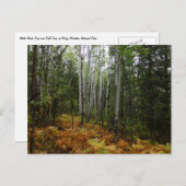 Weiße Birkenbäume und Herbst-Fernen am Rocky Mount Postkarte (Vorne/Hinten)