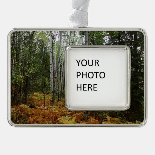 Weiße Birkenbäume und Herbst-Fernen am Rocky Mount Rahmen-Ornament Silber (Vorderseite)