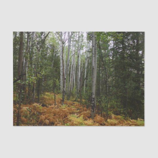 Weiße Birkenbäume und Herbst-Fernen am Rocky Mount Seidenpapier (Vorderseite)