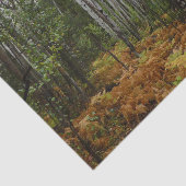 Weiße Birkenbäume und Herbst-Fernen am Rocky Mount Seidenpapier (Ausschnitt)