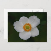 weiße Blätter Postkarte (Vorne/Hinten)