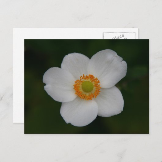 weiße Blätter Postkarte (Vorne/Hinten)