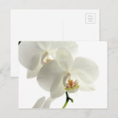 Weiße Blossom Orchidee Blume Blumenwelt Postkarte (Vorne/Hinten)