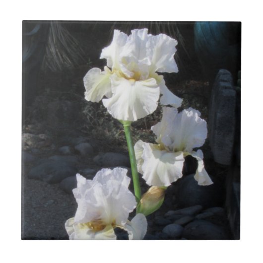Weiße blühende Iris Fliese (Vorderseite)