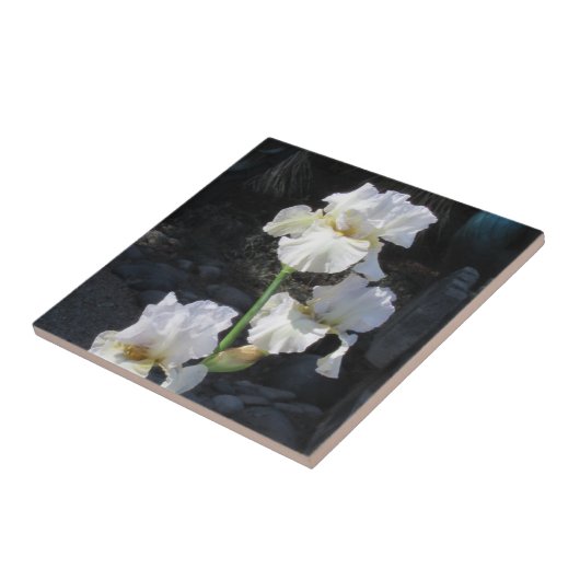 Weiße blühende Iris Fliese (Seite)