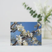 Weiße blühende Pflaumenzweigung im Frühling Postkarte (Stehend Vorderseite)