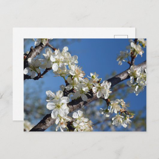 Weiße blühende Pflaumenzweigung im Frühling Postkarte (Vorne/Hinten)