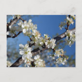 Weiße blühende Pflaumenzweigung im Frühling Postkarte (Vorderseite)