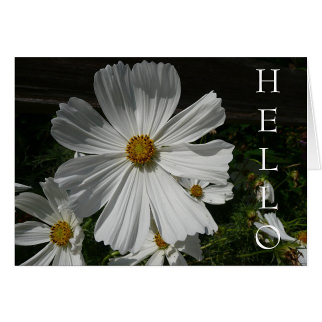 weiße Blume (Vorderseite (Horizontal))