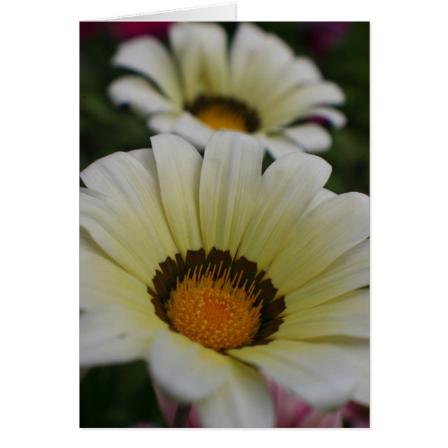 Weiße Blume (Vorne)