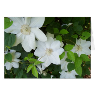 Weiße Blume