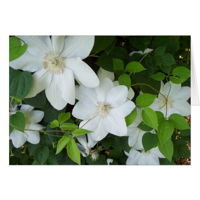 Weiße Blume (Vorderseite (Horizontal))