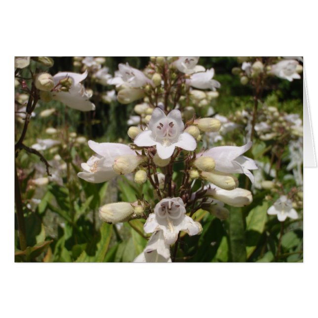 Weiße Blume (Vorderseite (Horizontal))