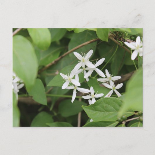 Weiße Blume #2 Postkarte (Vorderseite)