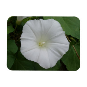 Weiße Blume 3 "x4"-Magnet Magnet