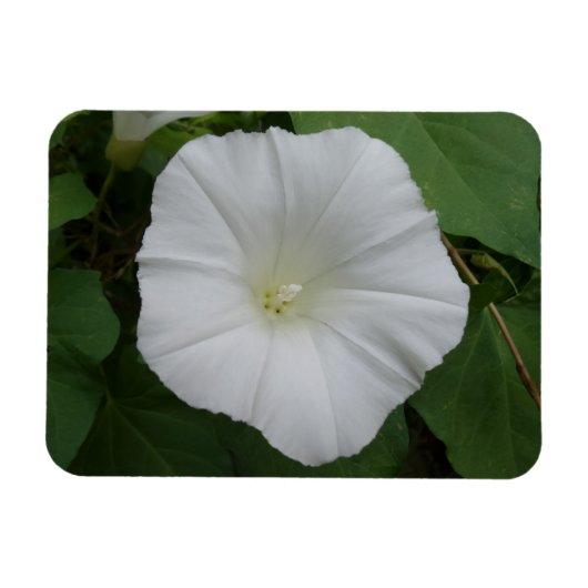 Weiße Blume 3 "x4"-Magnet Magnet (Horizontal)