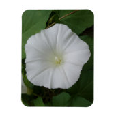 Weiße Blume 3 "x4"-Magnet Magnet (Vertikal)