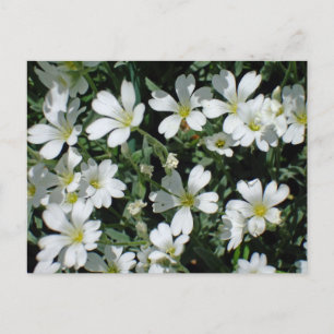 Weiße Blume an einem hellen Tag Postkarte