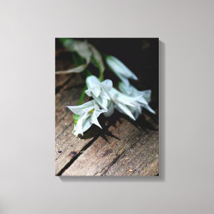 Weiße Blume auf einer Sitzbank Leinwanddruck