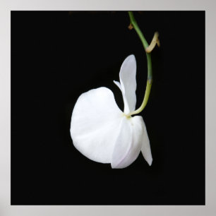 Weiße Blume auf schwarzem Poster