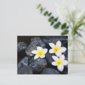 Weiße Blume auf schwarzen Steinen Postkarte (Stehend Vorderseite)
